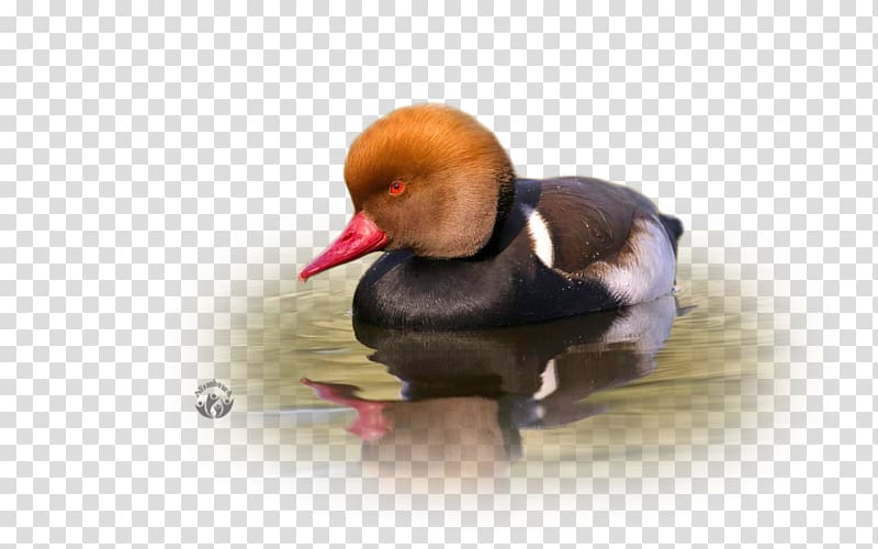 Duck Water bird Beak, duck transparent background PNG clipart Duck Water bird Beak, duck transparent background PNG clipart