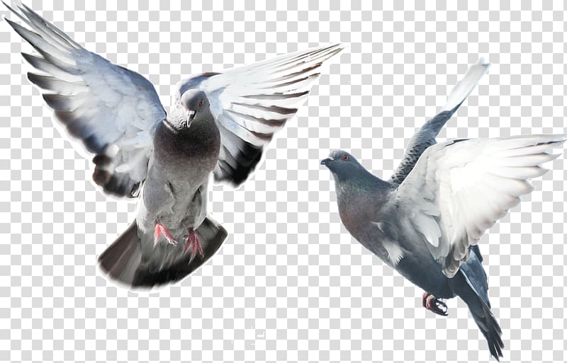 two gray-and-white birds illustrations, Domestic pigeon Fancy pigeon Bird Blue pigeon Flying/Sporting pigeons, Flying Pigeon transparent background PNG clipart
