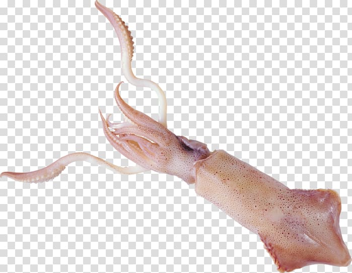 Squid transparent background PNG clipart