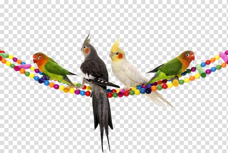 Cockatiel Lovebird Budgerigar Cockatoo, parrot transparent background PNG clipart
