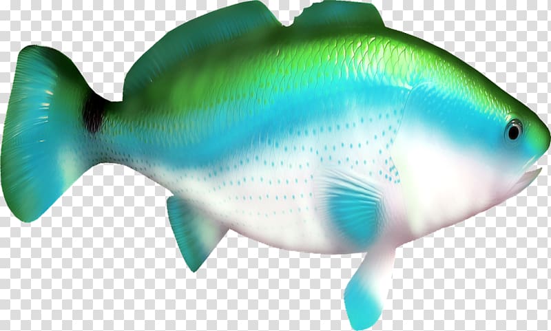 Coral reef fish Shark Animal, Fishing transparent background PNG clipart