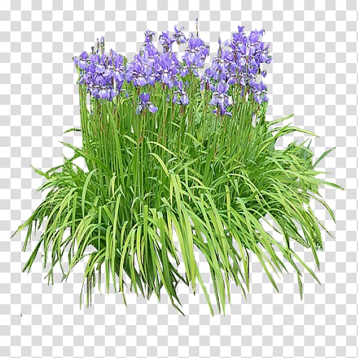 English lavender Iris pseudacorus Plant Shrub Orchids, lavender flower transparent background PNG clipart