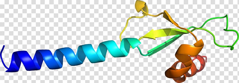 Human behavior Organism , design transparent background PNG clipart