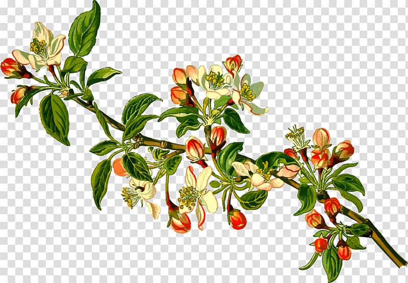 Malus sieversii Apple Branch Fruit tree, Apple blossom material transparent background PNG clipart
