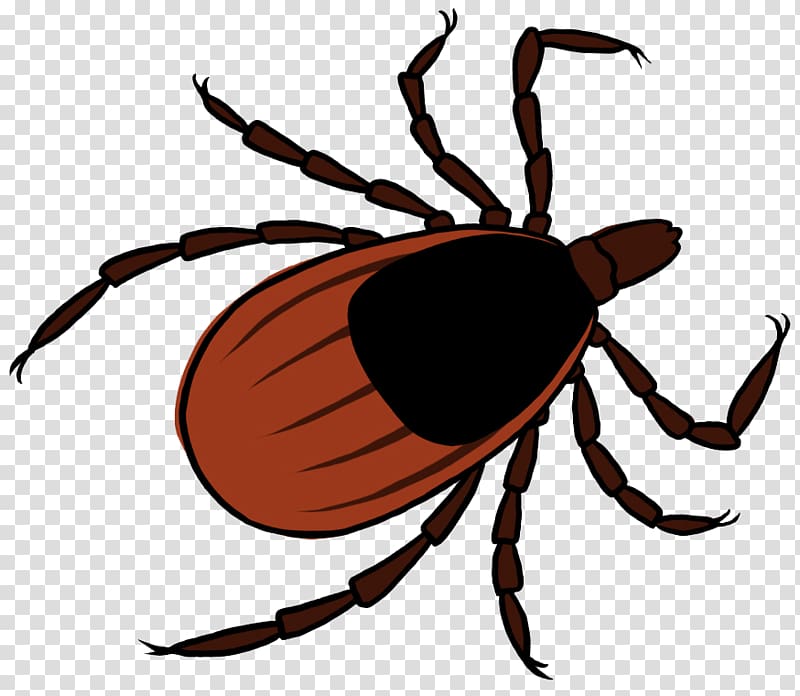 Tick DEET Household Insect Repellents Weevil, have bumper harvest transparent background PNG clipart