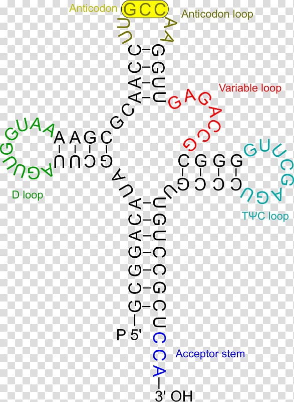 Transfer RNA Amino acid DNA RNA virus, Electronic Funds Transfer transparent background PNG clipart