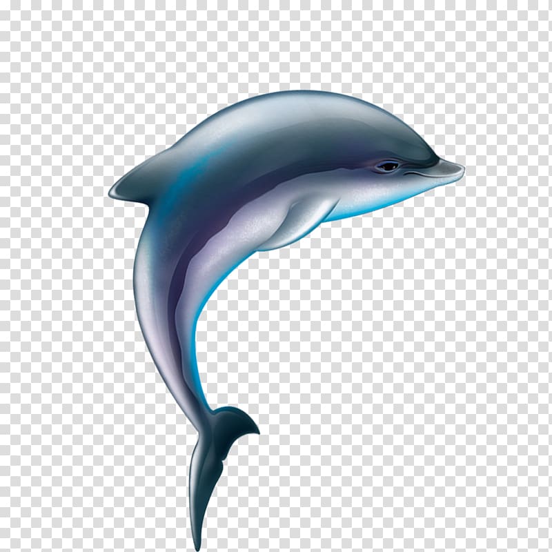 Common bottlenose dolphin Tucuxi Wholphin Short-beaked common dolphin White-beaked dolphin, dolphin transparent background PNG clipart