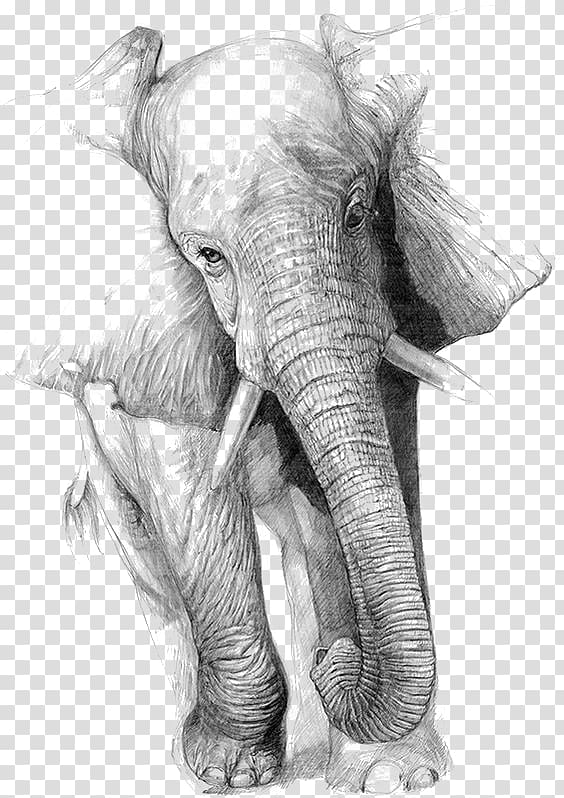 gray and white elephant painting, Drawing Elephant Art Pencil Sketch, Sketch of elephant transparent background PNG clipart