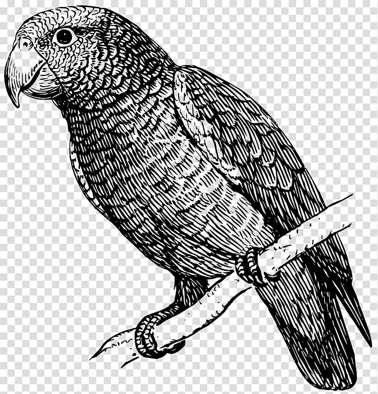 Parrot Drawing Black and white Talking bird, parrot transparent background PNG clipart