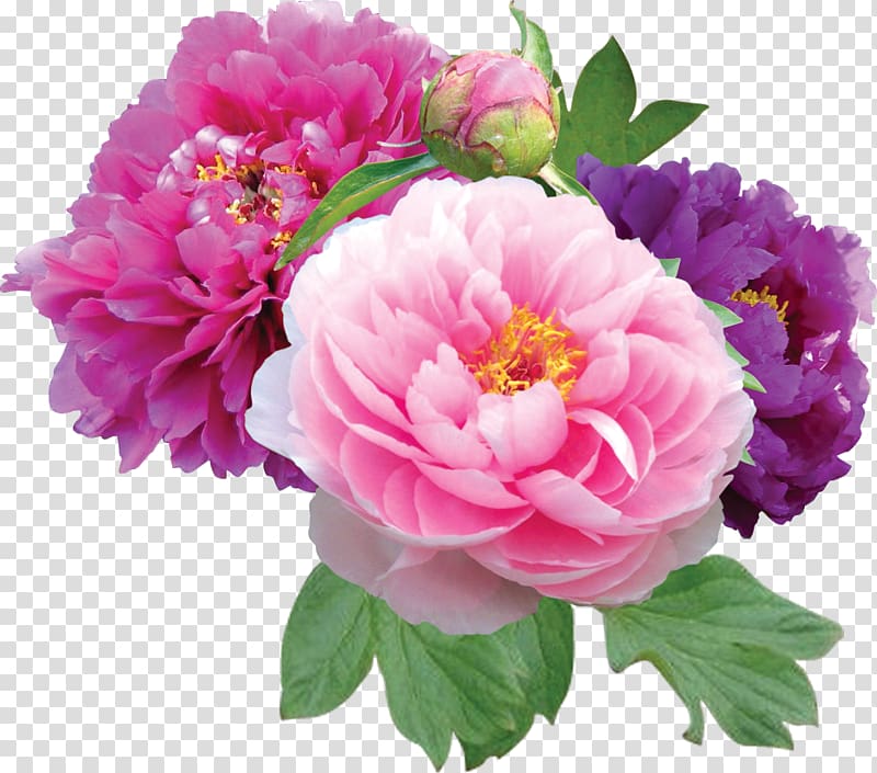 three pink, purple, and dark-pink rose flowers , Peony Peonies Flower Shop , Peonies File transparent background PNG clipart