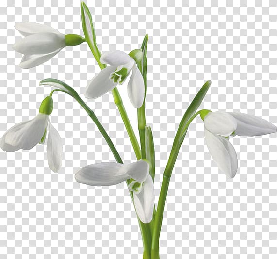 Snowdrop Flower , snowdrop transparent background PNG clipart