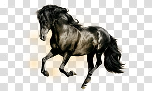 Arabian horse Horses Black Display resolution , Black Horse transparent background PNG clipart thumbnail