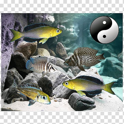 Bony fishes Aquarium Golden Mbuna Malawi eyebiter, fish transparent background PNG clipart