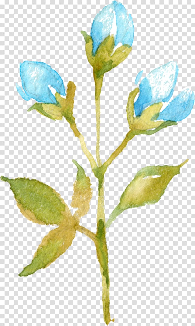 Flower Bud Plant Petal, baby breath transparent background PNG clipart