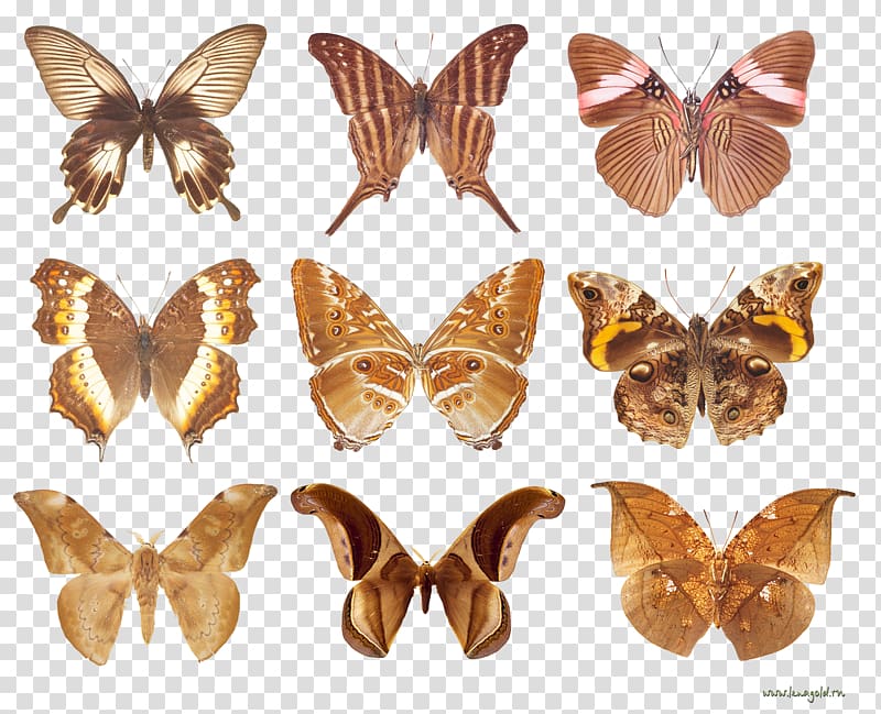 Brush-footed butterflies Butterflies and moths Animal 10.Бабочки, Golden Butterfly Festival transparent background PNG clipart