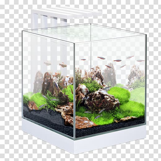 Siamese fighting fish Aquarium lighting Goldfish Aquarium Filters, Aquarium Decor transparent background PNG clipart