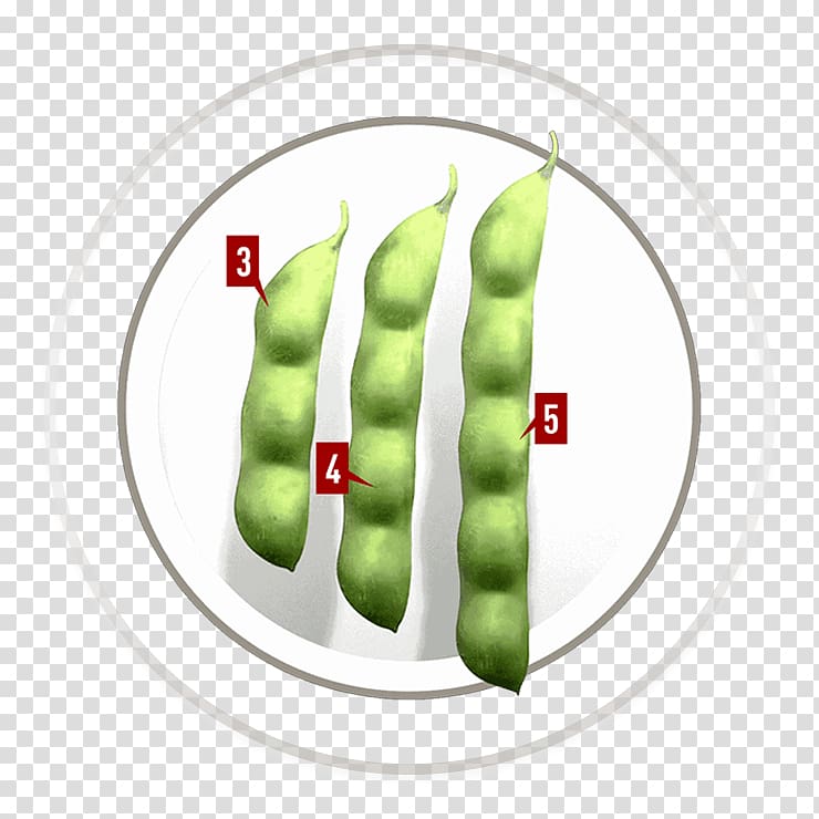 Vegetable Commodity Finger, roundup ready soybeans transparent background PNG clipart