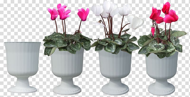 Plant Cyclamen persicum Flower Bonsai, hand-painted flower pot transparent background PNG clipart