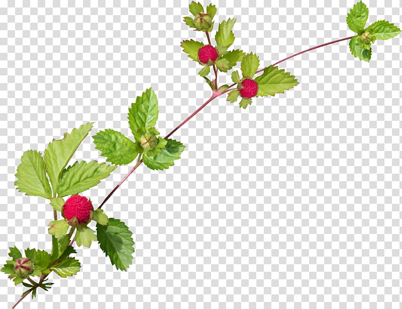Red Mulberry Encapsulated PostScript , chai sheng transparent background PNG clipart