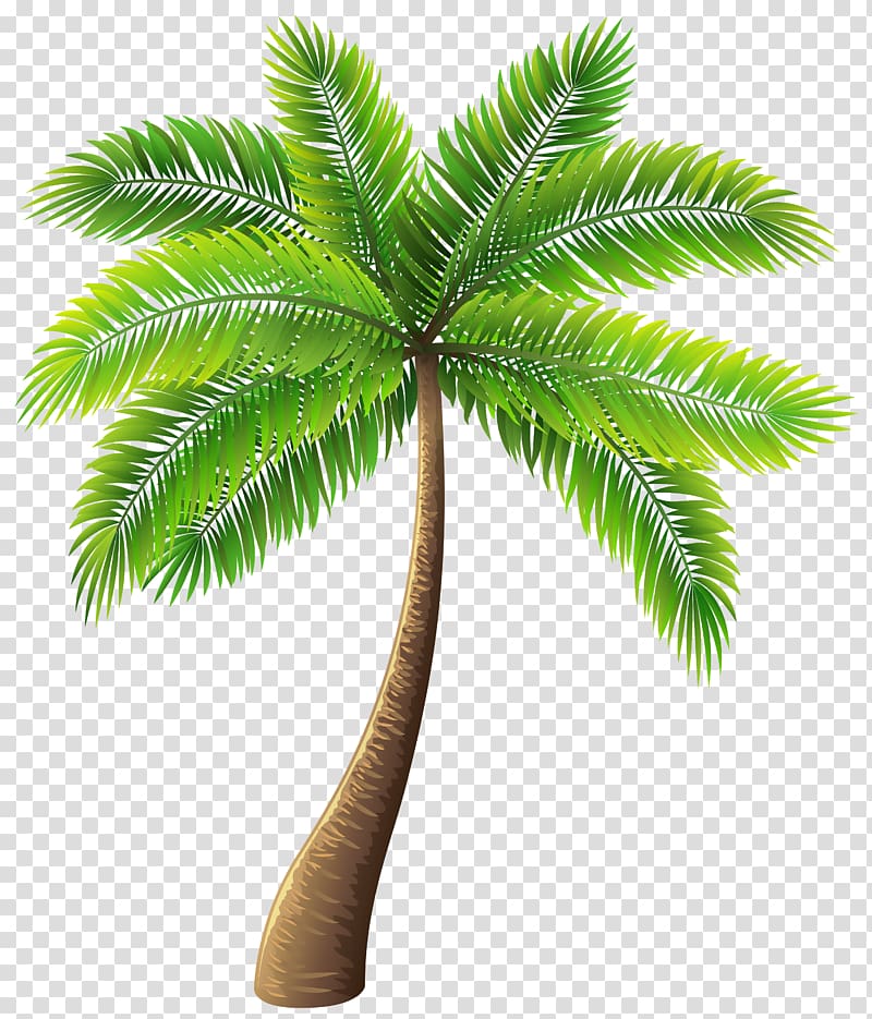 Archontophoenix alexandrae Tree , palm tree transparent background PNG clipart