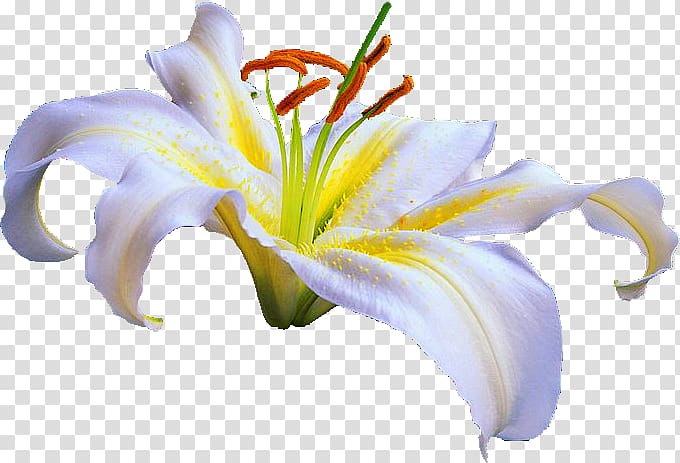 Lilium Flower NetEase Blog, lily beatle transparent background PNG clipart