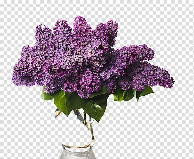 Lilac Flower bouquet Vase, Vase of wisteria transparent background PNG clipart