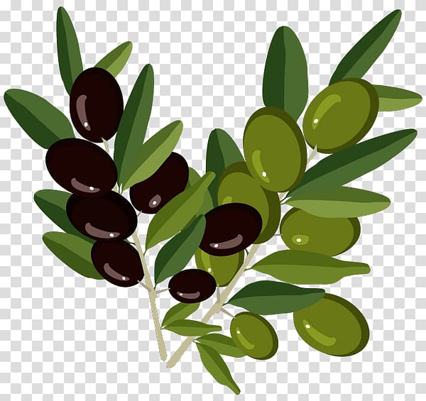 Olive branch Olive oil, olive transparent background PNG clipart