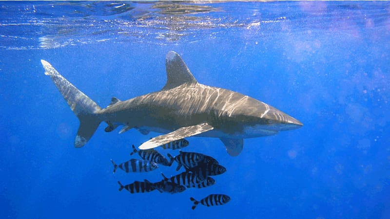 Oceanic whitetip shark Sandbar shark Silvertip shark Bull shark, sharks transparent background PNG clipart