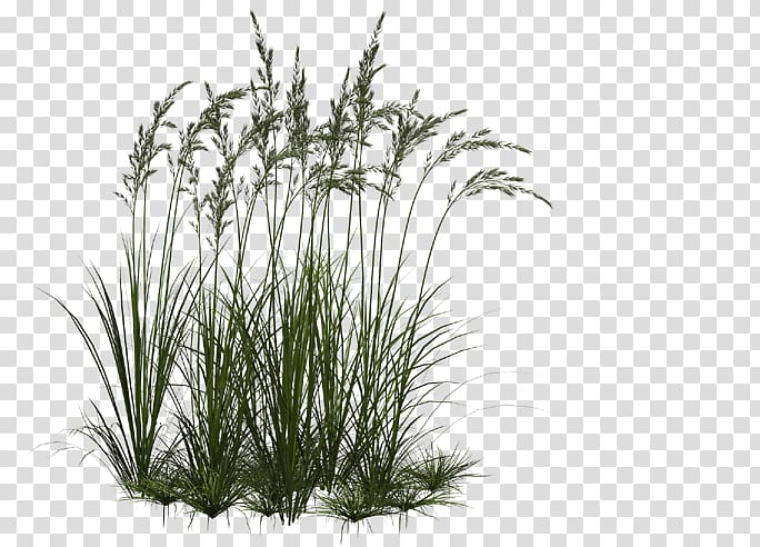 green grass , Grasses Ornamental grass , flowers grass transparent background PNG clipart