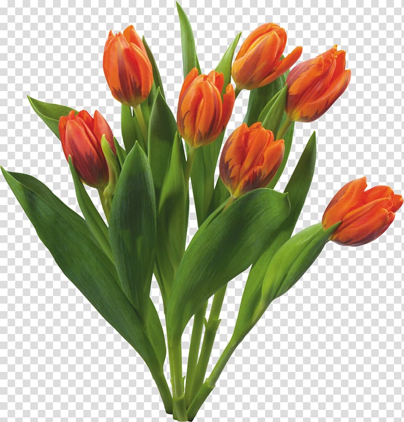 orange tulips flower art, Keukenhof Tulip Flower Bulb Floristry, Bouquet flowers transparent background PNG clipart