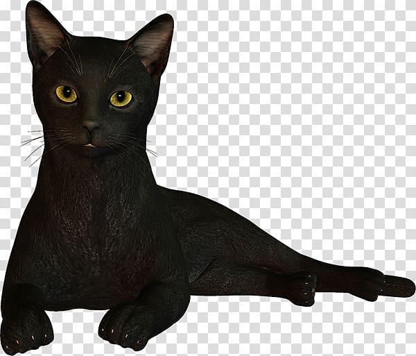 Black cat Bombay cat Korat Havana Brown Oriental Shorthair, Big Flyers Bundle transparent background PNG clipart