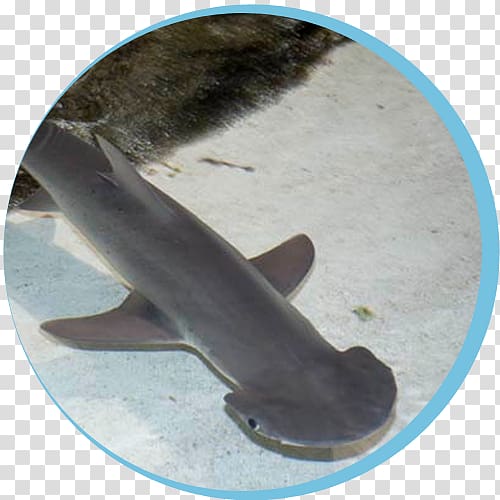 Hammerhead shark Bonnethead Winghead shark Smalleye hammerhead Great hammerhead, Shark head transparent background PNG clipart