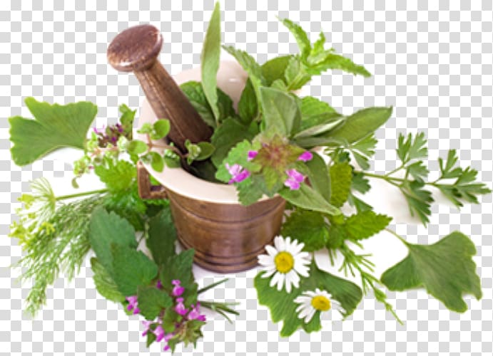 Ayurveda Herbs Medicinal plants Medicine The Herbalist, plant transparent background PNG clipart