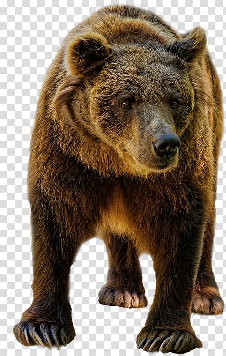 American black bear Grizzly bear Bear spray Kamchatka brown bear, bear transparent background PNG clipart