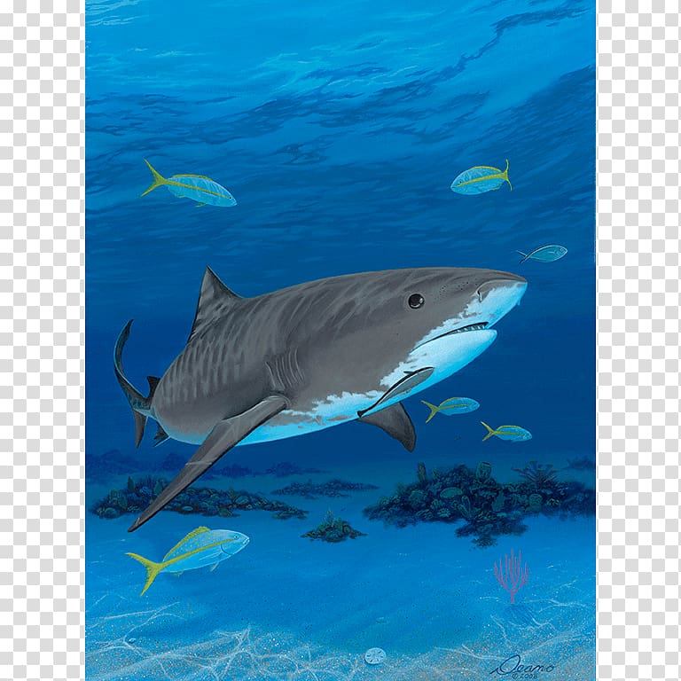 Tiger shark Great white shark Canvas print Turtle, shark transparent background PNG clipart