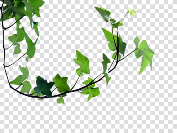 Leaf Twig Centerblog Branch , Leaf transparent background PNG clipart
