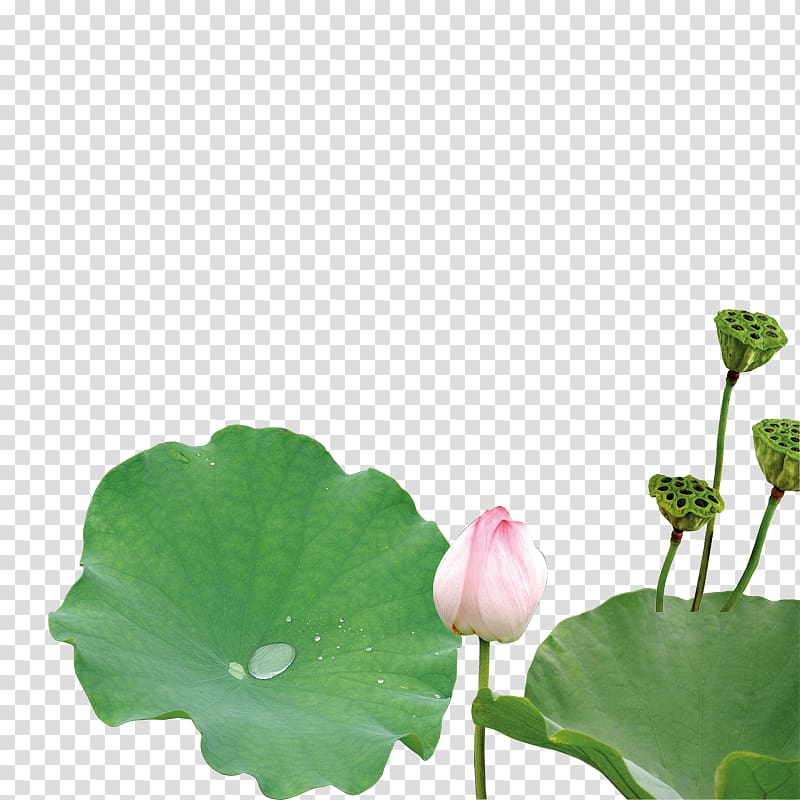 Nelumbo nucifera Green Leaf Petal Plant stem, Lotus transparent background PNG clipart