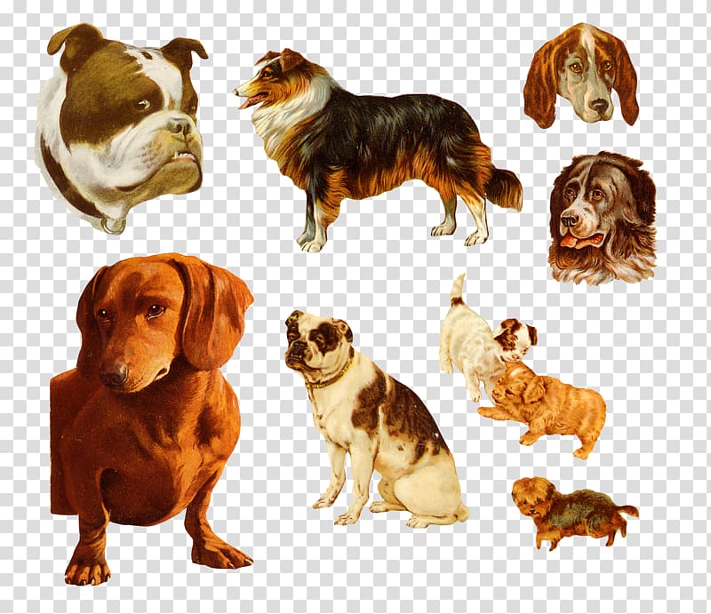 Dachshund Bulldog Puppy, All types of dogs transparent background PNG clipart