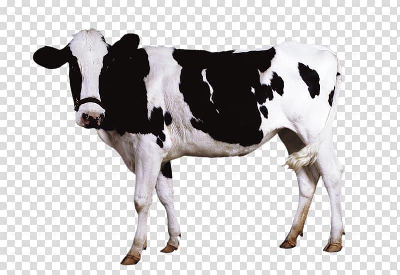 Holstein Friesian cattle Milk Sheep Dairy cattle, Bulls Netherlands transparent background PNG clipart