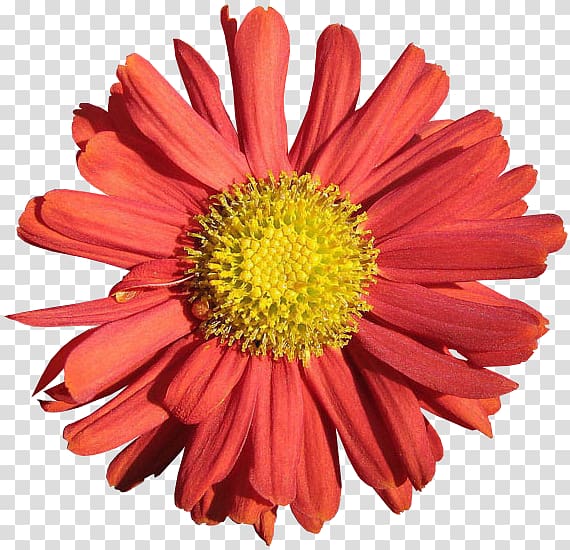 Chrysanthemum Transvaal daisy Blanket flowers Cut flowers Marguerite daisy, chrysanthemum transparent background PNG clipart