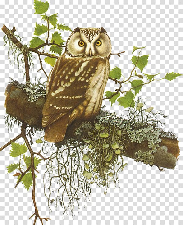 Bird Little Owl , Helal transparent background PNG clipart