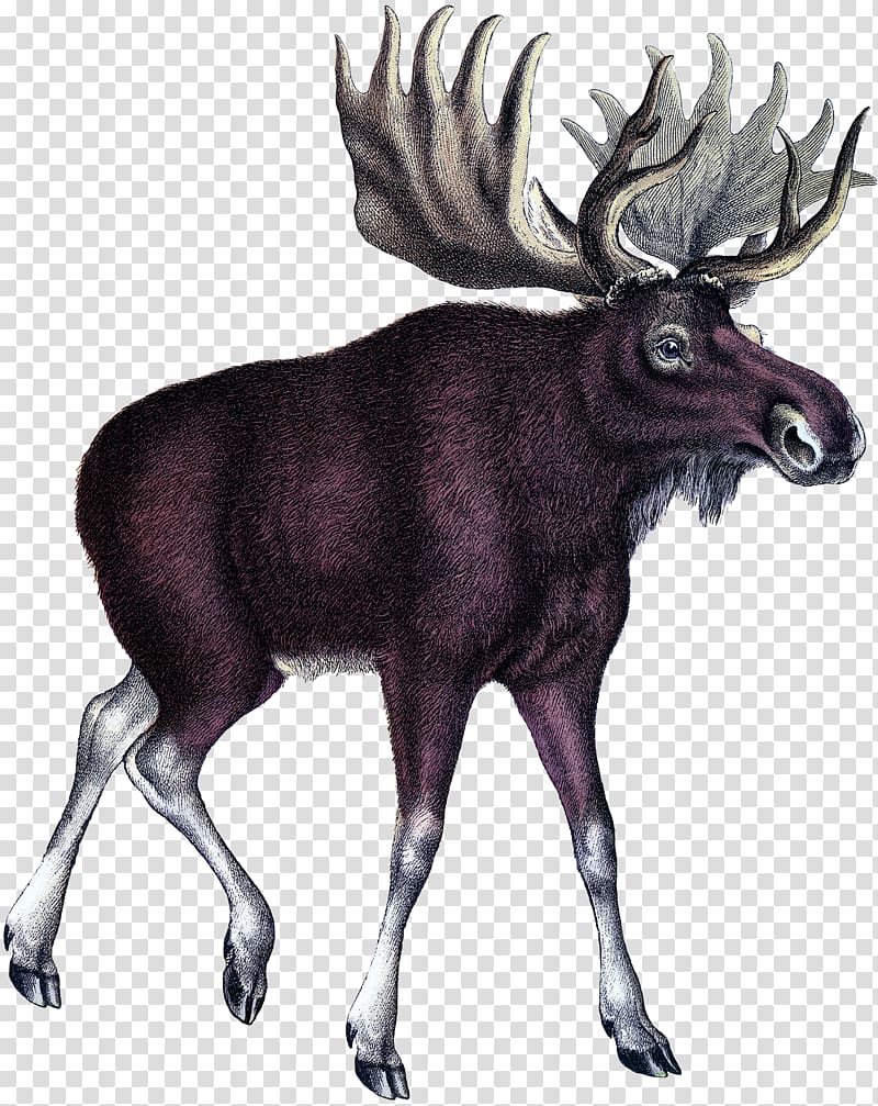 Moose Deer Art Printmaking, deer transparent background PNG clipart