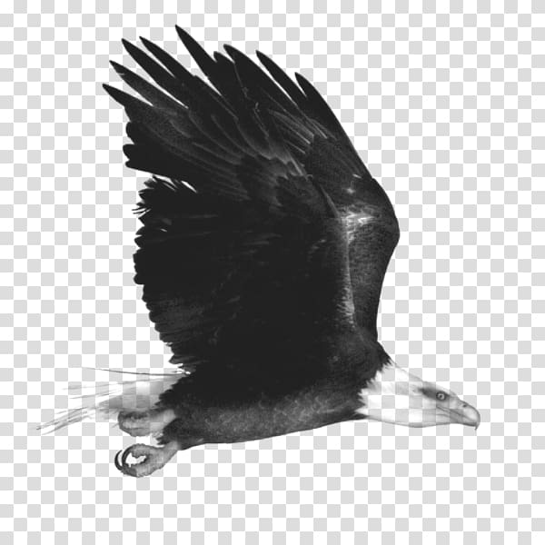 Eagle Black and white Monochrome, animal,bird,eagle transparent background PNG clipart