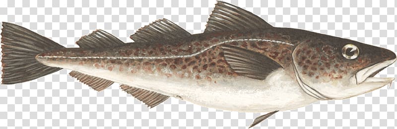 Atlantic cod Fish Largemouth bass, atlantic cod (gadus morhua) transparent background PNG clipart