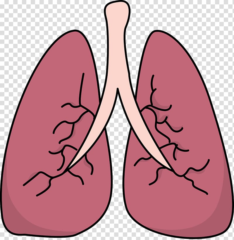 Lung , Small Lungs transparent background PNG clipart