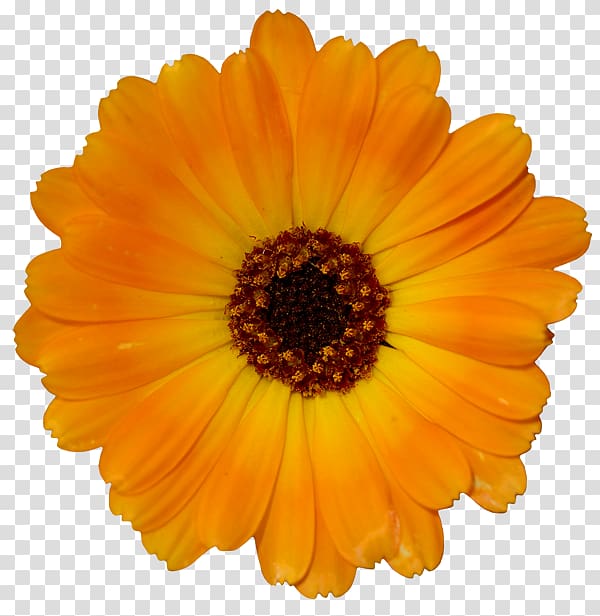 Orange Yellow Desktop Flower, orange transparent background PNG clipart