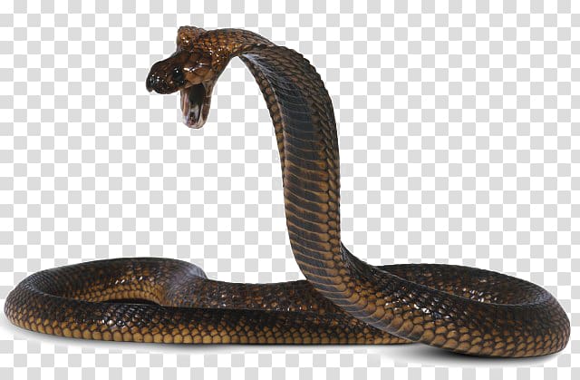 Snakes King cobra Egyptian cobra Venomous snake, venom transparent background PNG clipart