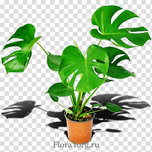 Flowerpot Houseplant Leaf Plant stem, monstera transparent background PNG clipart