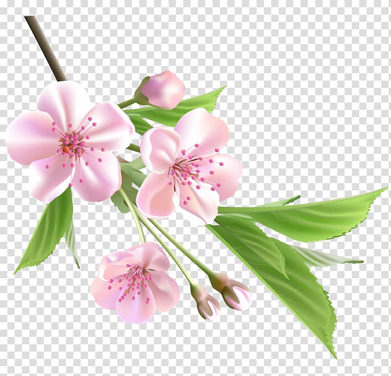 Flower Drawing Tree , Spring Branch with Pink Tree Flowers , pink cherry blossoms with blue background transparent background PNG clipart