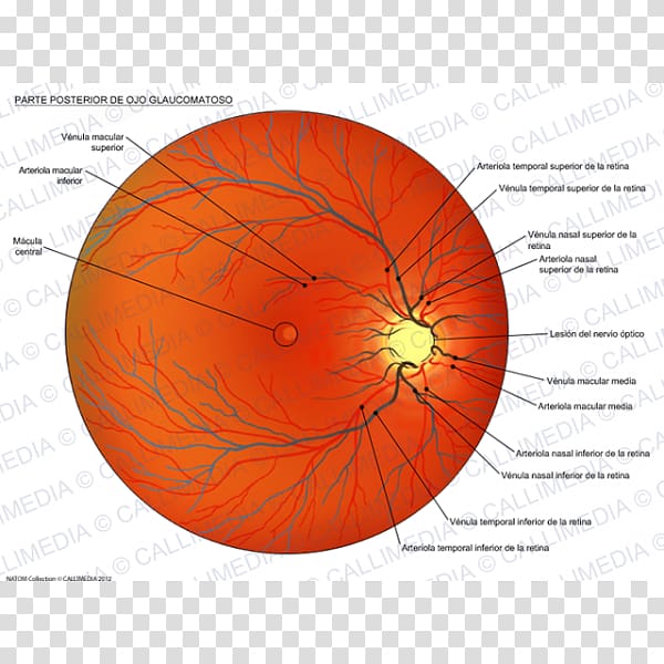 Dilated fundus examination Eye Glaucoma Esame del fondo oculare, Eye transparent background PNG clipart